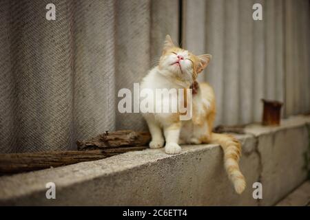 Ingwer weiß Katze Pfote Kratzer hinter dem Ohr auf dem alten ländlichen Schieferzaun Stockfoto