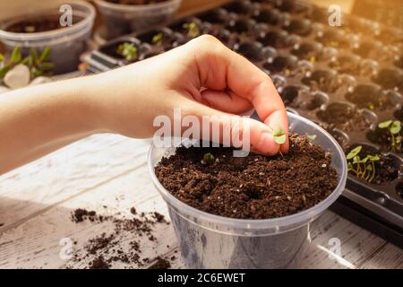 Frau repliants Basilikum sprießt in einem großen Topf. Die Geburt eines neuen Lebens, einer neugeborenen Pflanze. Home Gartenarbeit auf der Fensterbank. Blumentransplantation. Zellen für Stockfoto