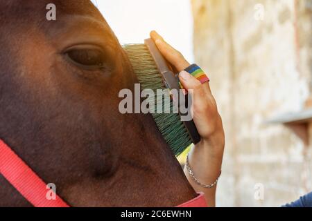 Eine Frau kämmt und putzt ein Pferd mit einem großen Pinsel. Braunes Pferd auf einem Hintergrund des blauen Himmels. Pferdepflege, Liebe für Tiere. Stockfoto