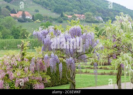 Japanischer Blauregen, Wisteria floribunda Blue Dream, Japanische Glyzinie, Wisteria floribunda Blue Dream Stockfoto