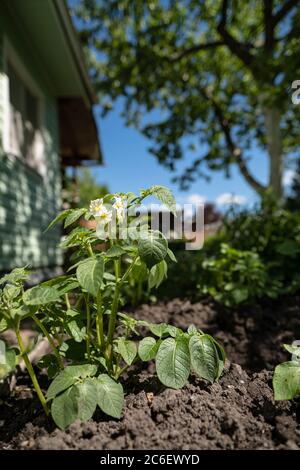 Blühende Kartoffel in den Strahlen des Sonnenlichts in einem Gemüsegarten, neben einem Haus. Stockfoto