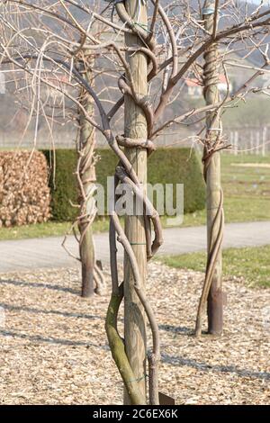 Weisse Glycine, Wisteria floribunda Shiro-noda, White Glycine, Wisteria floribunda Shiro-noda Stockfoto