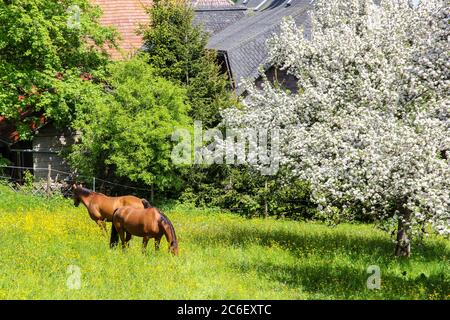 Zwei braune Pferde grasen im Frühling in einem blühenden Garten Stockfoto