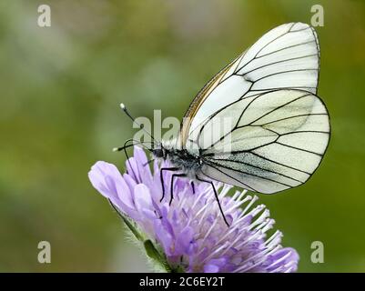 Schmetterling - schwarz-geädert weiß (Aporia crataegi,) saugen Nektar auf einer lila Blume Stockfoto