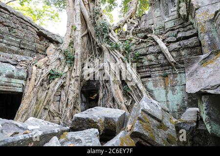 Strangler Fig (Ficus gibbosa) Wurzeln wachsen im Mauerwerk am Ta Prohm Tempelkomplex, Siem Reap, Kambodscha, Asien Stockfoto