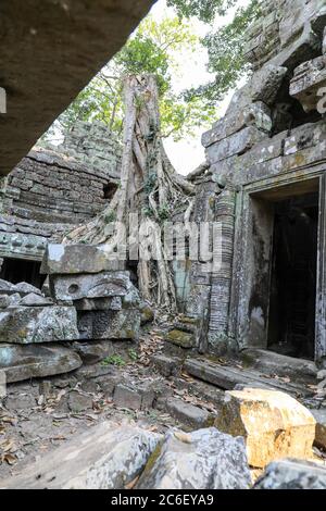 Strangler Fig (Ficus gibbosa) Wurzeln wachsen im Mauerwerk am Ta Prohm Tempelkomplex, Siem Reap, Kambodscha, Asien Stockfoto