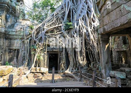 Strangler Fig (Ficus gibbosa) Wurzeln wachsen im Mauerwerk am Ta Prohm Tempelkomplex, Siem Reap, Kambodscha, Asien Stockfoto