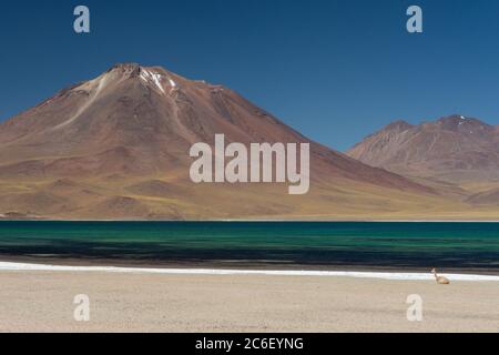 Laguna Miscanti mit Volcan Lascar und Cerro Overo im Hintergrund, bei Socaire in den Anden in Chile Stockfoto