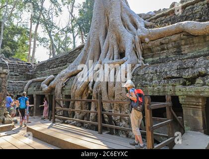 Seidenbaumbaumwolle (Ceiba pentandra) Wurzeln wachsen unter dem Mauerwerk im Ta Prohm Tempelkomplex, Siem Reap, Kambodscha, Asien Stockfoto