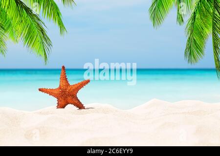 Seesterne und Blätter von Kokospalme am weißen Sandstrand in Punta Cana, Dominikanische Republik. Sommerferienkonzept. Stockfoto