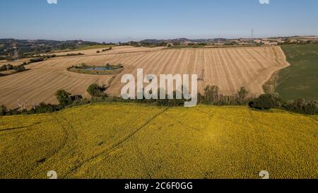 Italien, august 2021- Luftaufnahme der Sonnenblumenfelder auf den Hügeln von Pesaro in den Marken Stockfoto