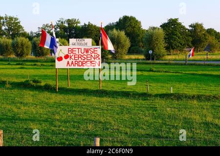 Holländisches Schild, das sagt: 'Hausgemachte Kirschen und Erdbeeren zum Verkauf, von Betuwe Holland'. Zum Verkauf Schild im Grasland mit holländischen Fahnen, bei Sonnenuntergang Stockfoto