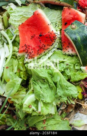 Kompost und Kompostierung der Erde als Kompostierung Haufen verrottet Küchenreste Stockfoto