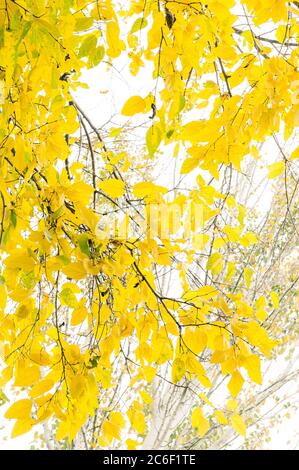 Niedrige Ansicht der gelben Blätter an einem bewölkten Herbsttag Stockfoto