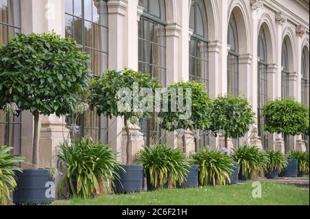 Bitter-Orangen im Barockgarten Grosssedlitz, Bitter-Orange , Citrus aurantium, Schmucklilie, Agapanthus, vor der Unteren Orangerie, Bitter Orangen in Stockfoto