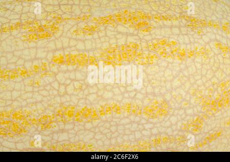 Textur von gelber Melonenschale. Designidee Stockfoto