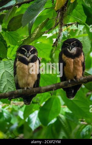 Brilleneule (Pulsatrix perspicillata), Guapiles, Limón, Costa Rica Stockfoto