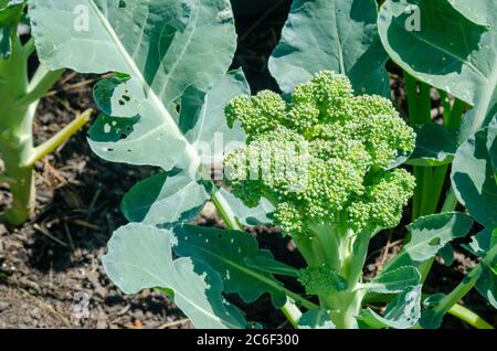 Nahaufnahme eines wachsenden Brokkoli, Brassica oleracea var. italica, Kopf im Garten ohne Pestizide angebaut Stockfoto