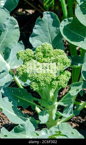 Nahaufnahme eines wachsenden Brokkoli, Brassica oleracea var. italica, Kopf im Garten ohne Pestizide angebaut Stockfoto