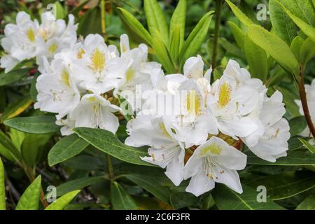 Weiße Azaleen blüht im Garten im Frühling Stockfoto