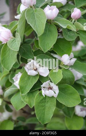 Apfel-Quitte, Cydonia oblonga Konstantinopeler, Apfelquitte, Cydonia oblonga Konstantinopel Stockfoto