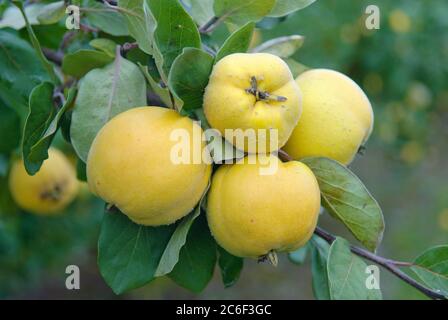 Apfel-Quitte, Cydonia oblonga Konstantinopeler, Apfelquitte, Cydonia oblonga Konstantinopel Stockfoto