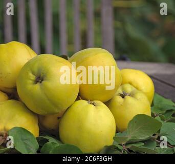 Apfel-Quitte, Cydonia oblonga Konstantinopeler, Apfelquitte, Cydonia oblonga Konstantinopel Stockfoto