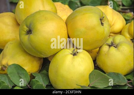 Apfel-Quitte, Cydonia oblonga Konstantinopeler, Apfelquitte, Cydonia oblonga Konstantinopel Stockfoto