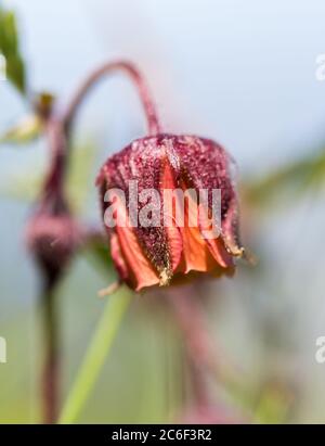 Alpenflora: Wasseravenen (Geum rivale) nickende Avenen, hängende Avenen, Heilung-alle, Wasserblume und indische Schokolade Stockfoto