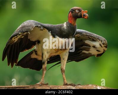 Königsgeier (Sarcoramphus Papa), Laguna del lagarto, Alajuela, Costa Rica Stockfoto