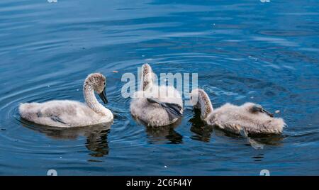 East Lothian, Schottland, Großbritannien, 9. Juli 2020. UK Wetter: Sonnenschein auf Wildtieren: Drei verbleibende 8 Wochen alte Cygnets von vier, die aus 6 Eiern geschlüpft sind, wachsen schnell, obwohl der männliche Schwan des Brutpaares vor über einer Woche verschwunden ist und das Weibchen alleine die Jungen aufpassen musste. Die Cygnets schwimmen mit einem Bein auf dem Rücken, um sich abzukühlen Stockfoto