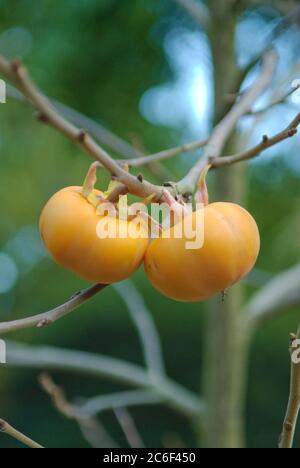 Kalkipflaume, Diospyros kaki, Kalkipflaume, Diospyros kaki Stockfoto