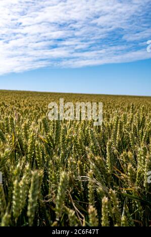 Weizenfelder South Downs Way in Clayton nördlich von Brighton in East Sussex UK Stockfoto
