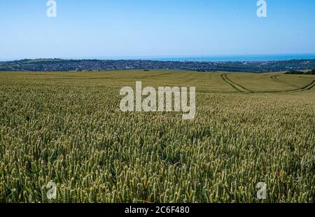 Weizenfelder South Downs Way in Clayton nördlich von Brighton in East Sussex UK Stockfoto