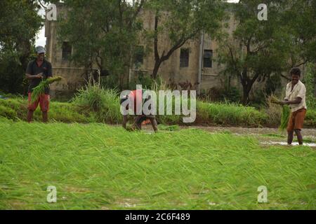 Akole Dorf bei Pune, Indien - 3. Juli 2020: Farmhands säen Reisprobennahme auf einem überfluteten Reisfeld im Akole Dorf bei Pune, Indien, am Freitag, Juli Stockfoto