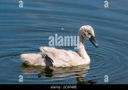 East Lothian, Schottland, Großbritannien, 9. Juli 2020. Wetter in Großbritannien: Sonnenschein auf Wildtieren: Ein 8 Wochen altes Cygnet (nur drei von den 4 geschlüpften) wächst rasant, obwohl der männliche Schwan des Brutpaares vor über einer Woche verschwunden ist und das Weibchen alleine die Jungen aufpassen muss. Ein Cygnet schwimmt mit einem Bein auf dem Rücken, um sich abzukühlen Stockfoto