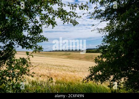 Blick über Weizenfelder auf South Downs nördlich von Brighton East Sussex UK Stockfoto