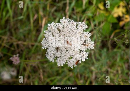 Bugs auf einer wilden Pflanze auf den South Downs nördlich von Brighton Stockfoto