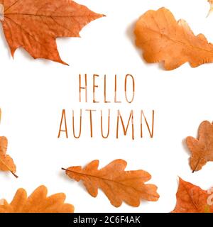 Komposition mit Zitat Hallo Herbst und Rahmen aus trockenen Blättern auf weißem Hintergrund. Stockfoto