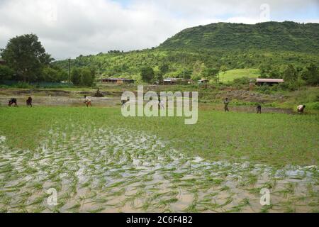 Akole Dorf bei Pune, Indien - 3. Juli 2020: Farmhands säen Reisprobennahme auf einem überfluteten Reisfeld im Akole Dorf bei Pune, Indien, am Freitag, Juli Stockfoto