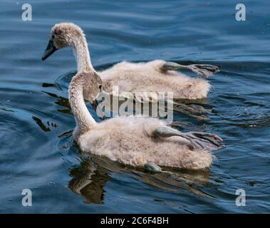 East Lothian, Schottland, Großbritannien, 9. Juli 2020. Wetter in Großbritannien: Sonnenschein auf Wildtieren: 8 Wochen alte Cygnets wachsen schnell (nur drei von den 4, die geschlüpft sind), obwohl der männliche Schwan des Brutpaares vor über einer Woche verschwunden ist und das Weibchen alleine die Jungen aufpassen musste. Die Cygnets schwimmen mit einem Bein auf dem Rücken, um sich abzukühlen Stockfoto