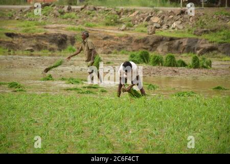 Akole Dorf bei Pune, Indien - 3. Juli 2020: Farmhands säen Reisprobennahme auf einem überfluteten Reisfeld im Akole Dorf bei Pune, Indien, am Freitag, Juli Stockfoto