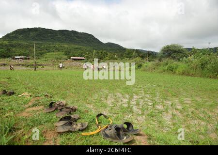 Akole Dorf bei Pune, Indien - 3. Juli 2020: Farmhands säen Reisprobennahme auf einem überfluteten Reisfeld im Akole Dorf bei Pune, Indien, am Freitag, Juli Stockfoto