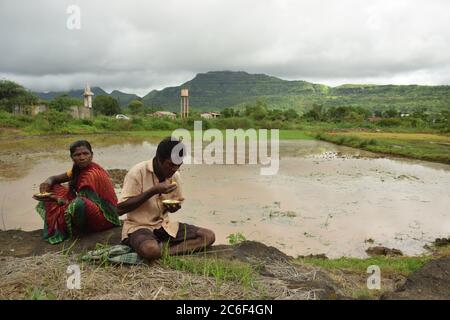 Akole Dorf bei Pune, Indien - 3. Juli 2020: Farmhands säen Reisprobennahme auf einem überfluteten Reisfeld im Akole Dorf bei Pune, Indien, am Freitag, Juli Stockfoto