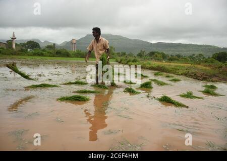 Akole Dorf bei Pune, Indien - 3. Juli 2020: Farmhands säen Reisprobennahme auf einem überfluteten Reisfeld im Akole Dorf bei Pune, Indien, am Freitag, Juli Stockfoto