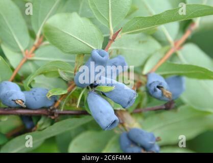 Blaue Honigbeere, Lonicera caerulea Amur, Blaue Honigbeere, Lonicera caerulea Amur Stockfoto
