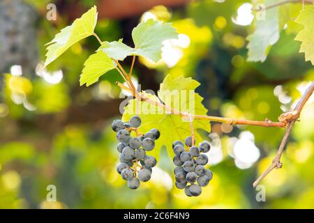 Clopse up von reifenden Traubenfrüchten auf Weinreben im Sommergarten. Stockfoto