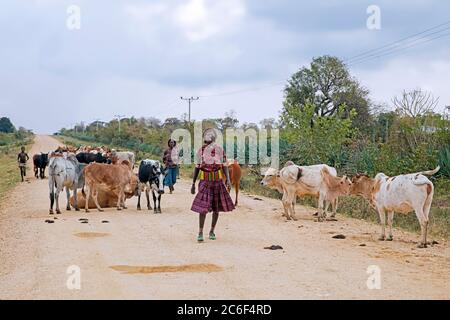 Zwei schwarze Frauen des Banya-Stammes hüten Rinder entlang Feldweg im Lower Omo Valley, Debub Omo Zone, Süd-Äthiopien, Afrika Stockfoto