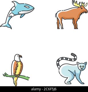Verschiedene Tierarten RGB-Farbsymbole gesetzt. Killerwal, exotischer Lemur, Adler und Elch. Raubvogel, Landtiere und Meeresleben. Isolierter Vektor il Stock Vektor