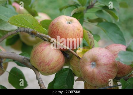 Apfel, Malus domestica Altlaender Pfannkuchenapfel, Apfel, Malus domestica Altlaender Pfannkuchen Apfel Stockfoto